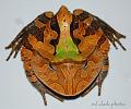 021 - Ceratophrys cornuta